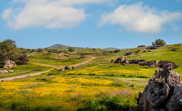 Deer Creek Wildflowers I