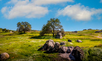 Deer Creek Wildflowers II