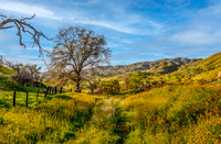 Yokohl Valley Wildflowers I