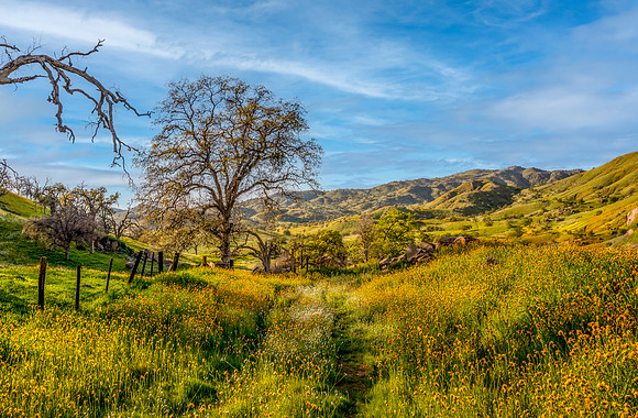 Yokohl Valley Wildflowers I
