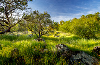 Manzanitas and Poppies III