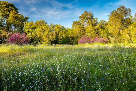 Redbud Meadow III