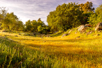 Golden Meadow