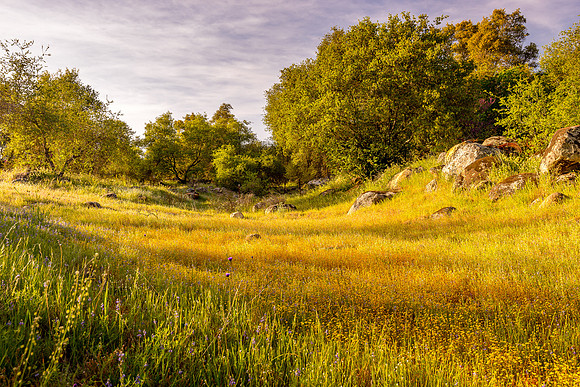 Golden Meadow