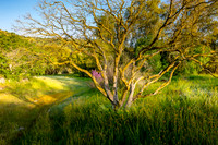 Colorful Vale II