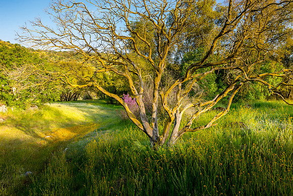 Colorful Vale II