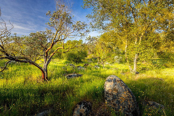 Manzanitas and Poppies I