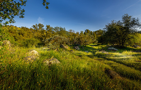 Wildflower Vale I