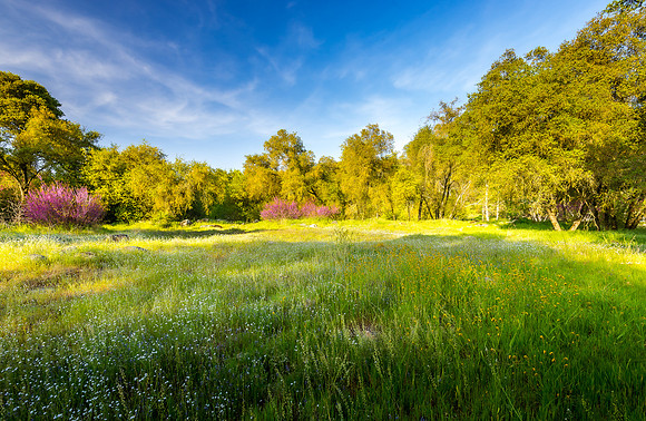 Redbud Meadow II