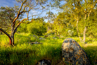Manzanitas and Poppies II-2