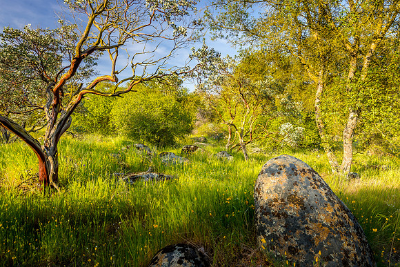 Manzanitas and Poppies II-2