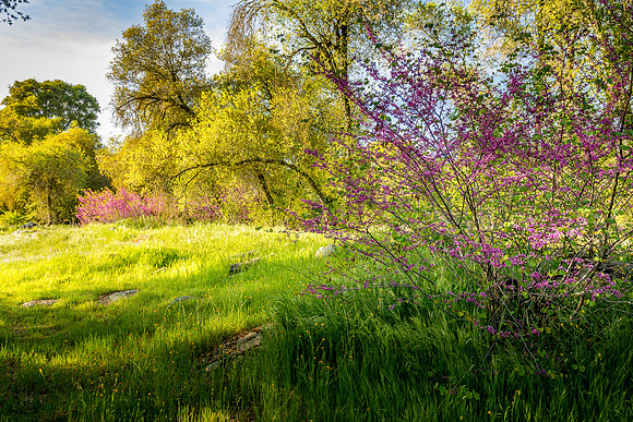 Redbud Meadow