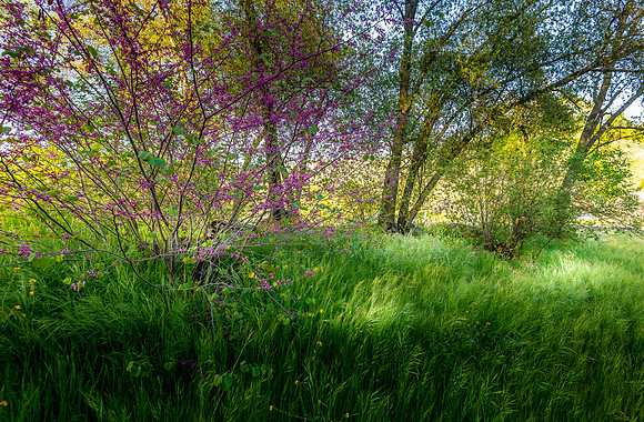 Redbud