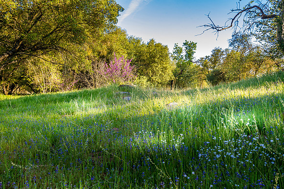 Redbud, White, and Blue