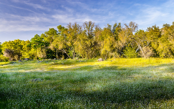 Wildflower Meadow