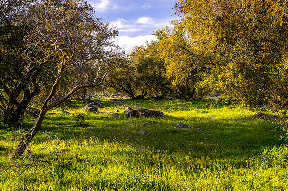 Popcorn Meadow
