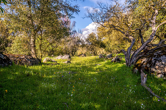 Wildflowers and Manzanita