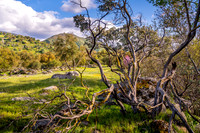 Manzanita Meadow