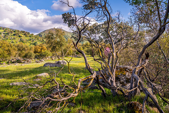 Manzanita Meadow