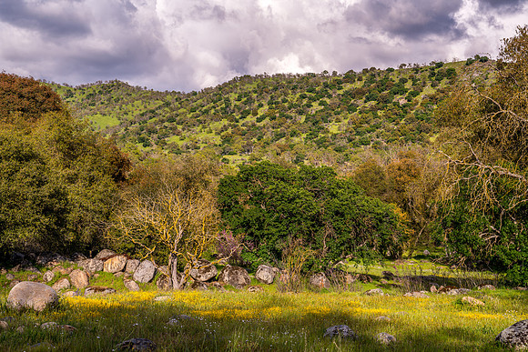 Meadow with Clouds