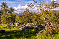 Manzanita and Mt. Dennison