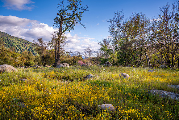 Wildflower Meadow 3