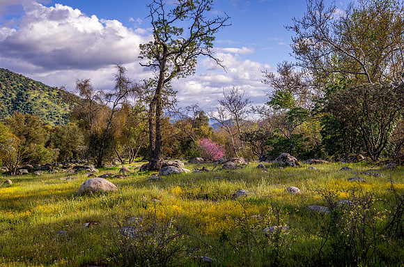 Wildflower Meadow 2