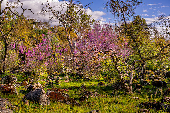 Redbuds