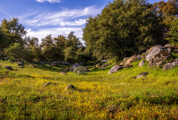 Wildflower Meadow IV