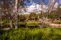 Fiddleneck with pond and house