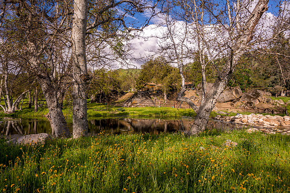 Fiddleneck with pond and house