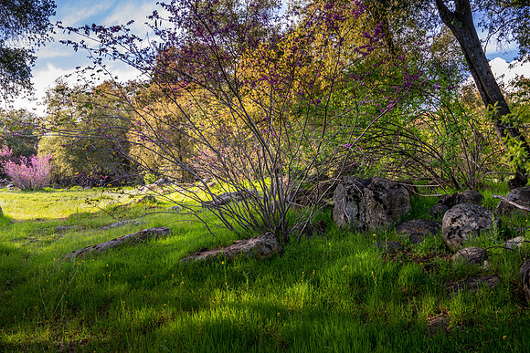 Redbud Glen