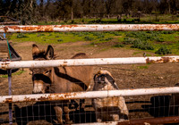 Donkey and Dog