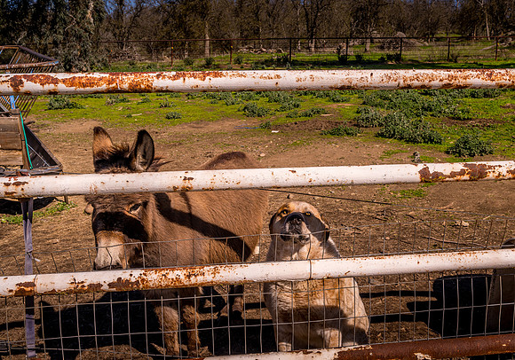 Donkey and Dog