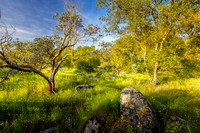 Manzanitas and Poppies