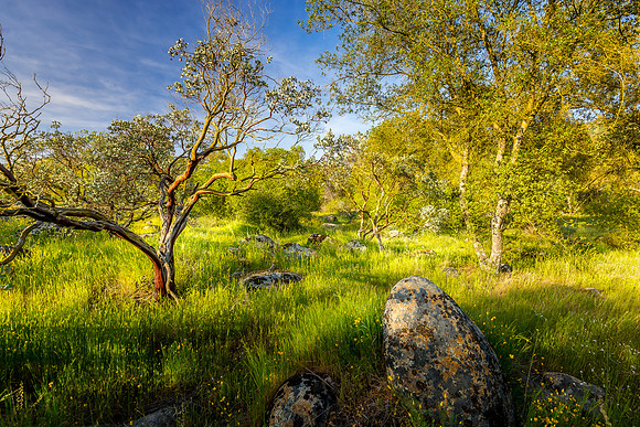 Manzanitas and Poppies