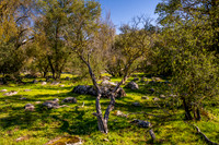 Manzanita Meadow 1