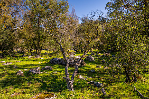 Manzanita Meadow 1