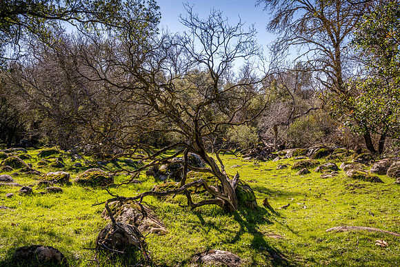 Manzanita Meadow 2