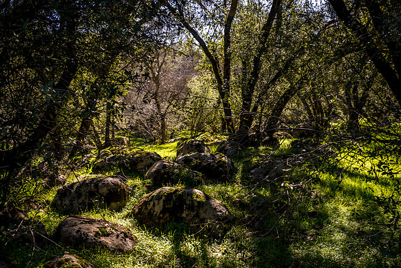 Shady Glade