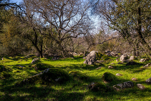 Shady Glade 2