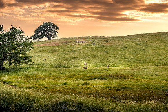 Deer Sunset 2