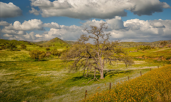 Yokohl Valley Spring 2