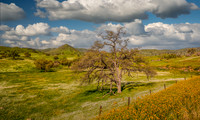 Yokohl Valley Spring 2024 IV