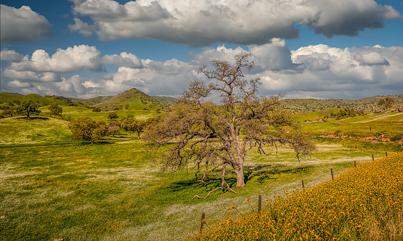 Yokohl Valley Spring 2024 IV