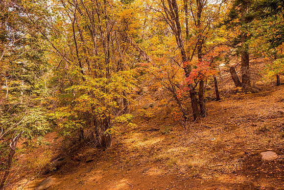 Big Bear Autumn Dappled Light