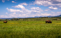 Bison 4