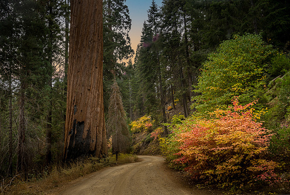 Sequoia Autumn Road II