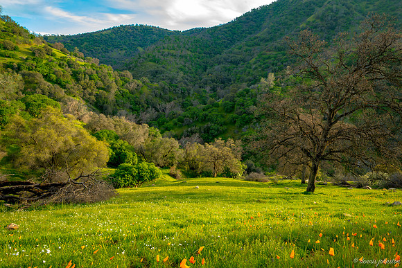 Country Meadow