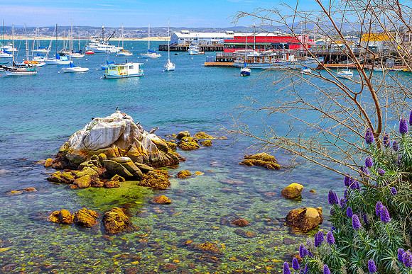 Monterey Harbor III